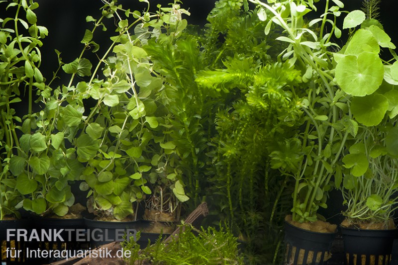 Aquarienpflanzen-Sortiment "Kaltwasser" für 80 cm Aquarium, Aquarienpflanzen-Set
