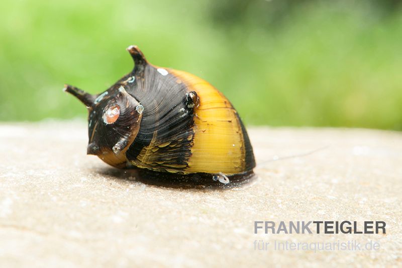 Bunte Geweihschnecke, Clithon sowerbyana