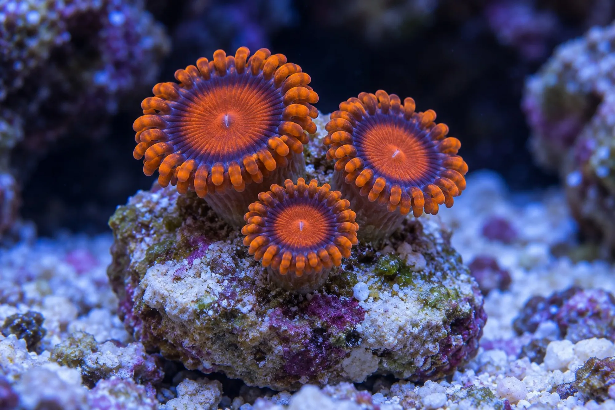 Krustenanemone „Bam Bam“ (Nachzucht), Zoanthus spec., ca. 2 - 3 Polypen