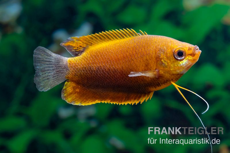 Dicklippiger Fadenfisch orange, Colisa labiosa “Orange“