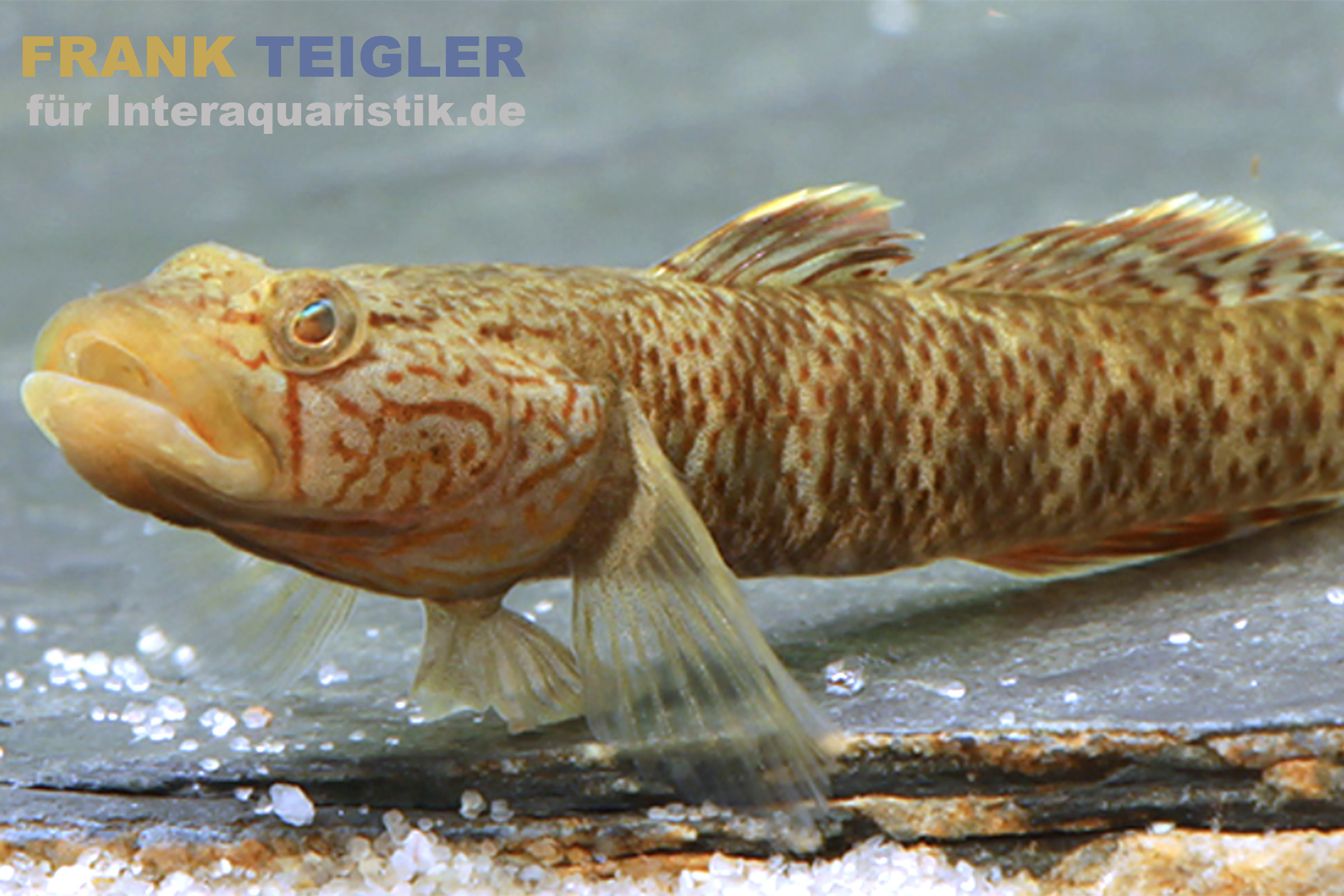 Goldflossen-Chinagrundel, Rhinogobius davidi