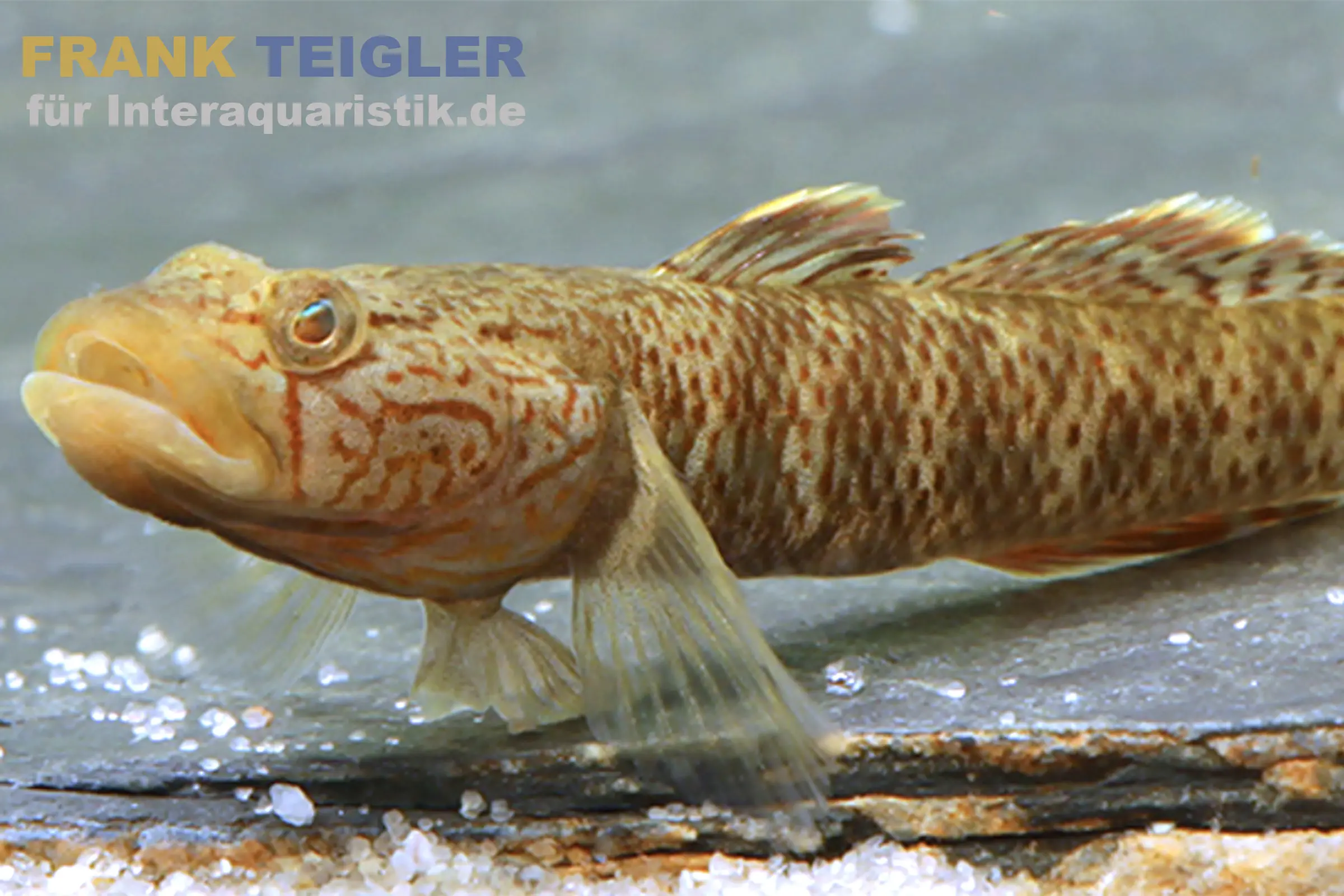 Goldflossen-Chinagrundel, Rhinogobius davidi