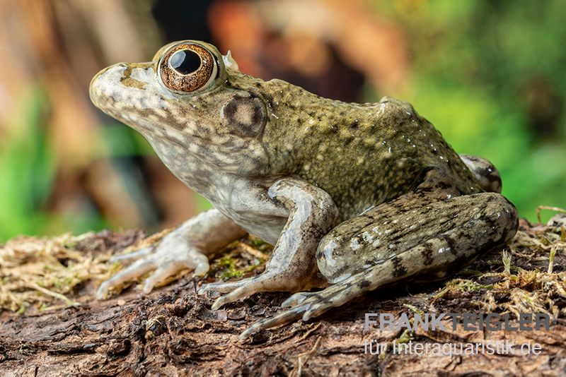 Flussfrosch, Rana heckscheri