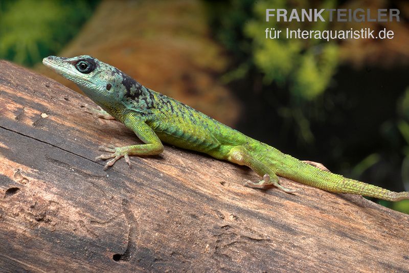 Blaugrüner Barbadosanolis, Anolis extremus, Paar