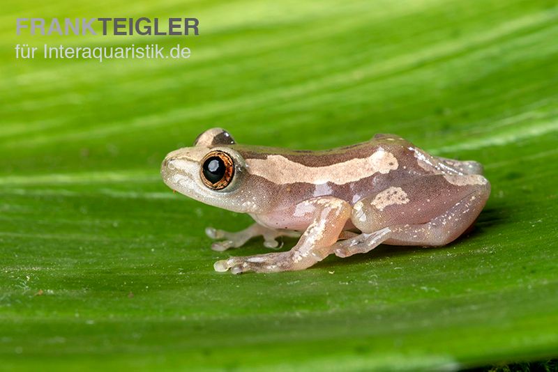 Brauner Bananenfrosch, Afrixalus dorsalis