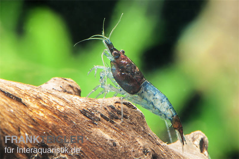 Blue Rili Shrimp, Neocaridina davidi