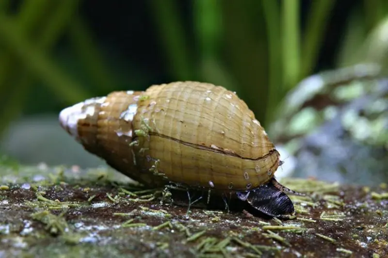 Venezolanische Turmdeckelschnecke, Melanoides granifera