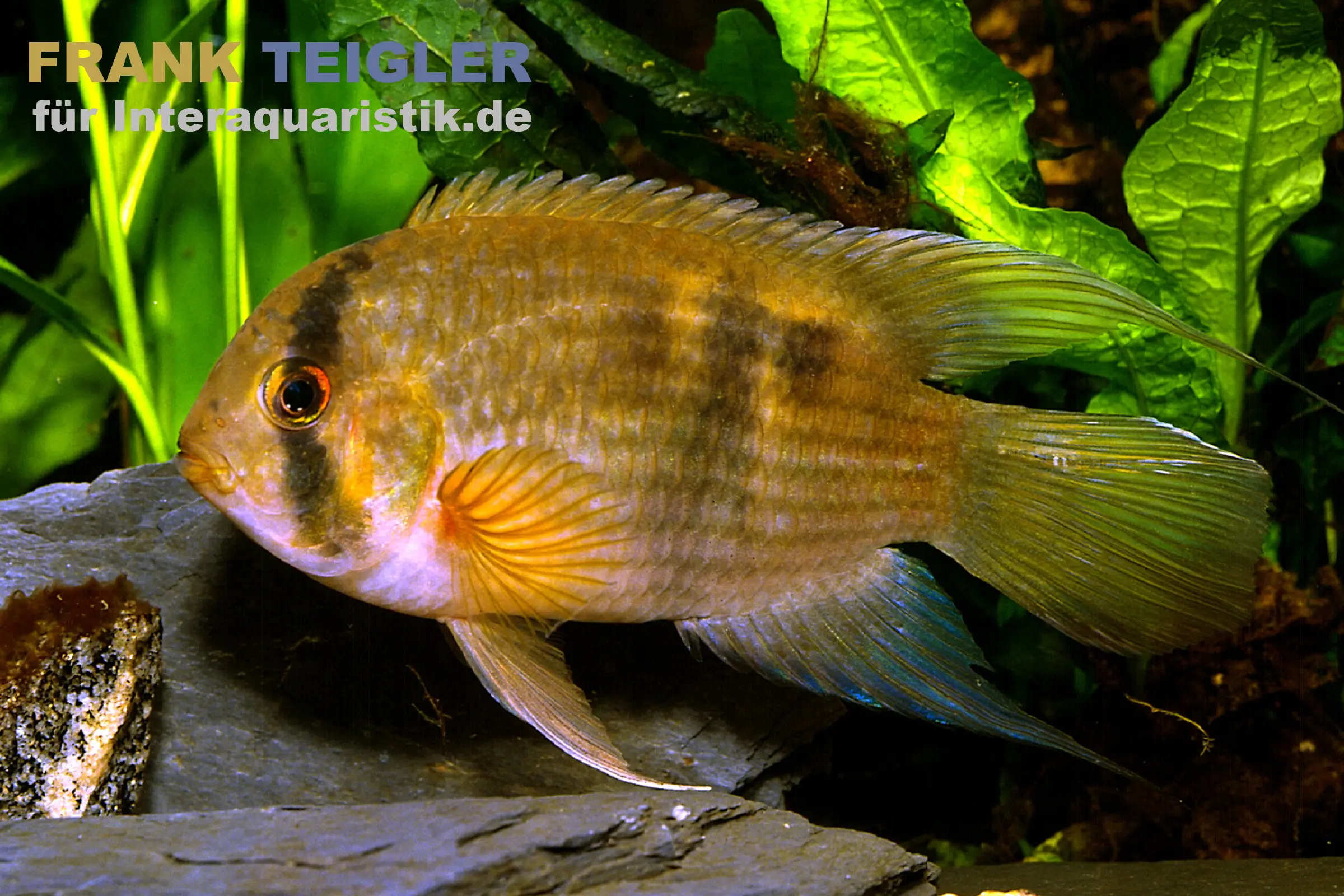 Maronibuntbarsch, Aequidens maronii (Cleithracara maronii)