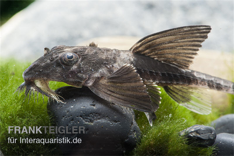 Maulbrütender Harnischwels, Loricaria simillima, 7-8 cm