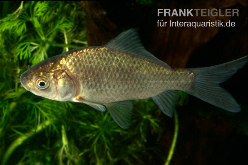 Karausche, Carassius carassius, 7-10 cm (Kaltwasser)