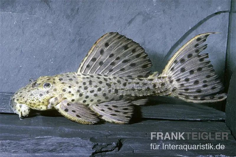 Punktierter Kaktuswels, L 160, Pseudacanthicus cf. spinosus, 10-14 cm