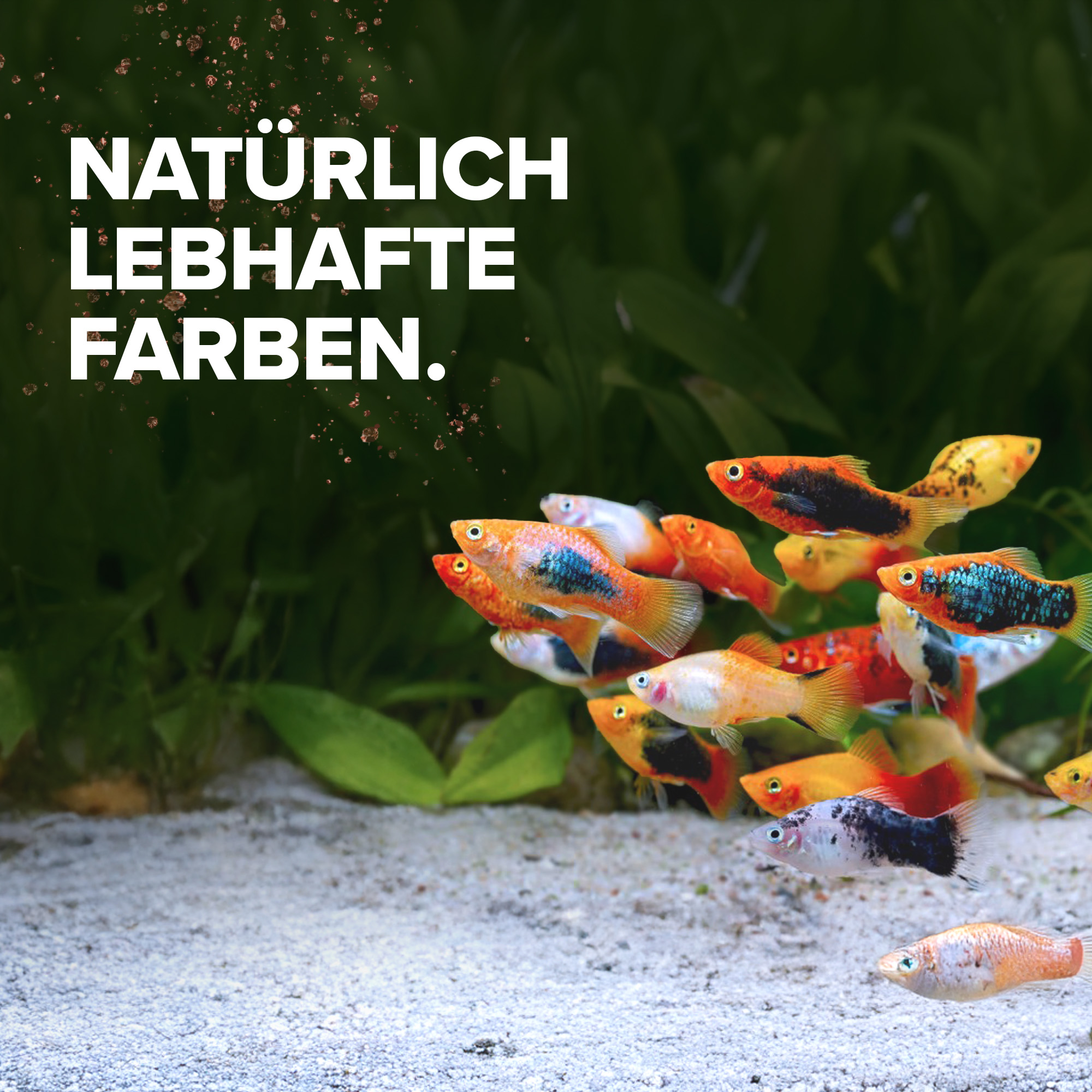 Bunte Aquarienfische vor grünen Wasserpflanzen