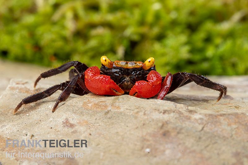 Roux Vampirkrabbe, Geosesarma cf. rouxi, Paar (1 Männchen + 1 Weibchen)