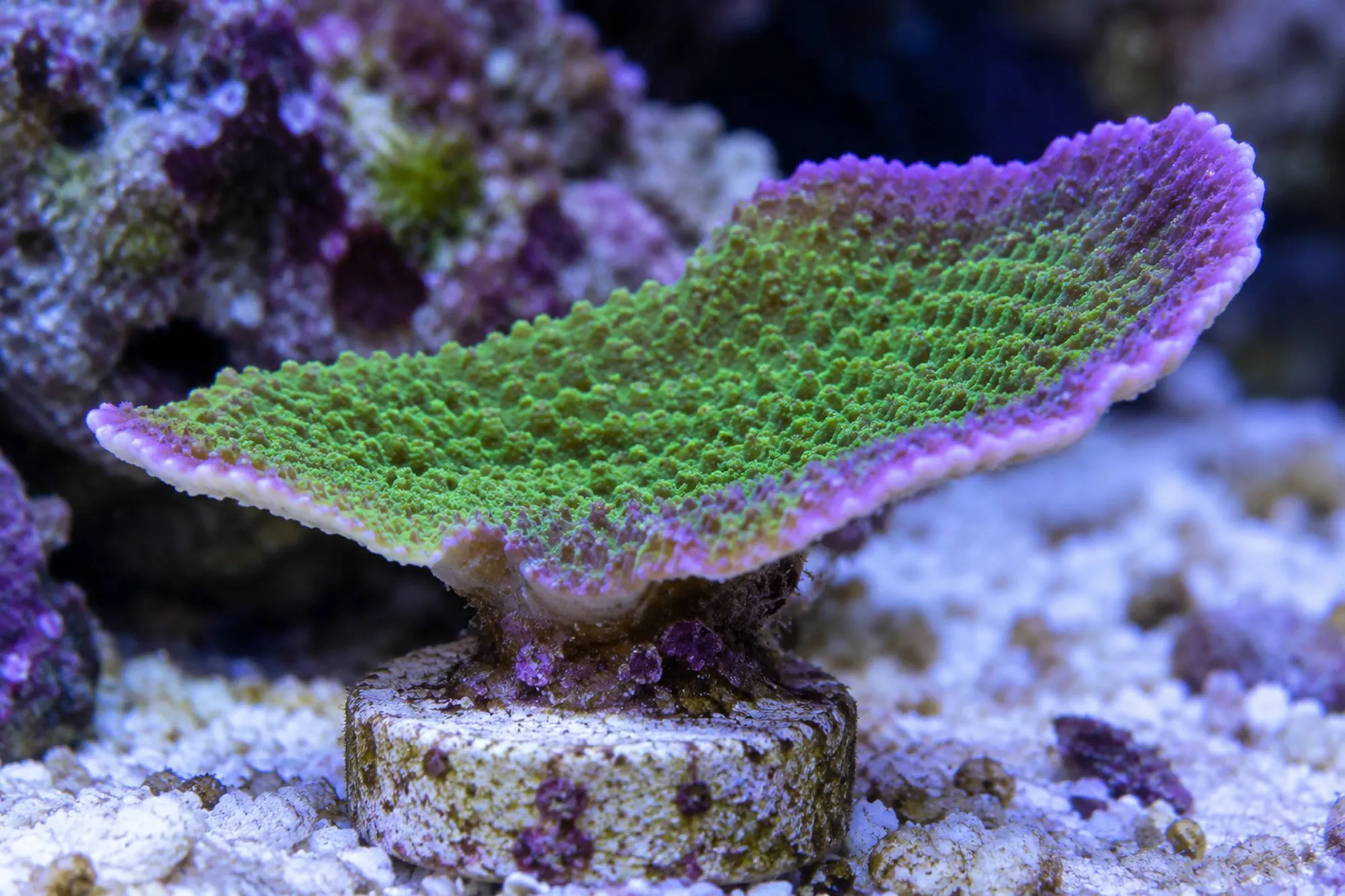 Plattenkoralle „Grün/Lila“ (Nachzucht), Montipora delicatula, Größe S–M