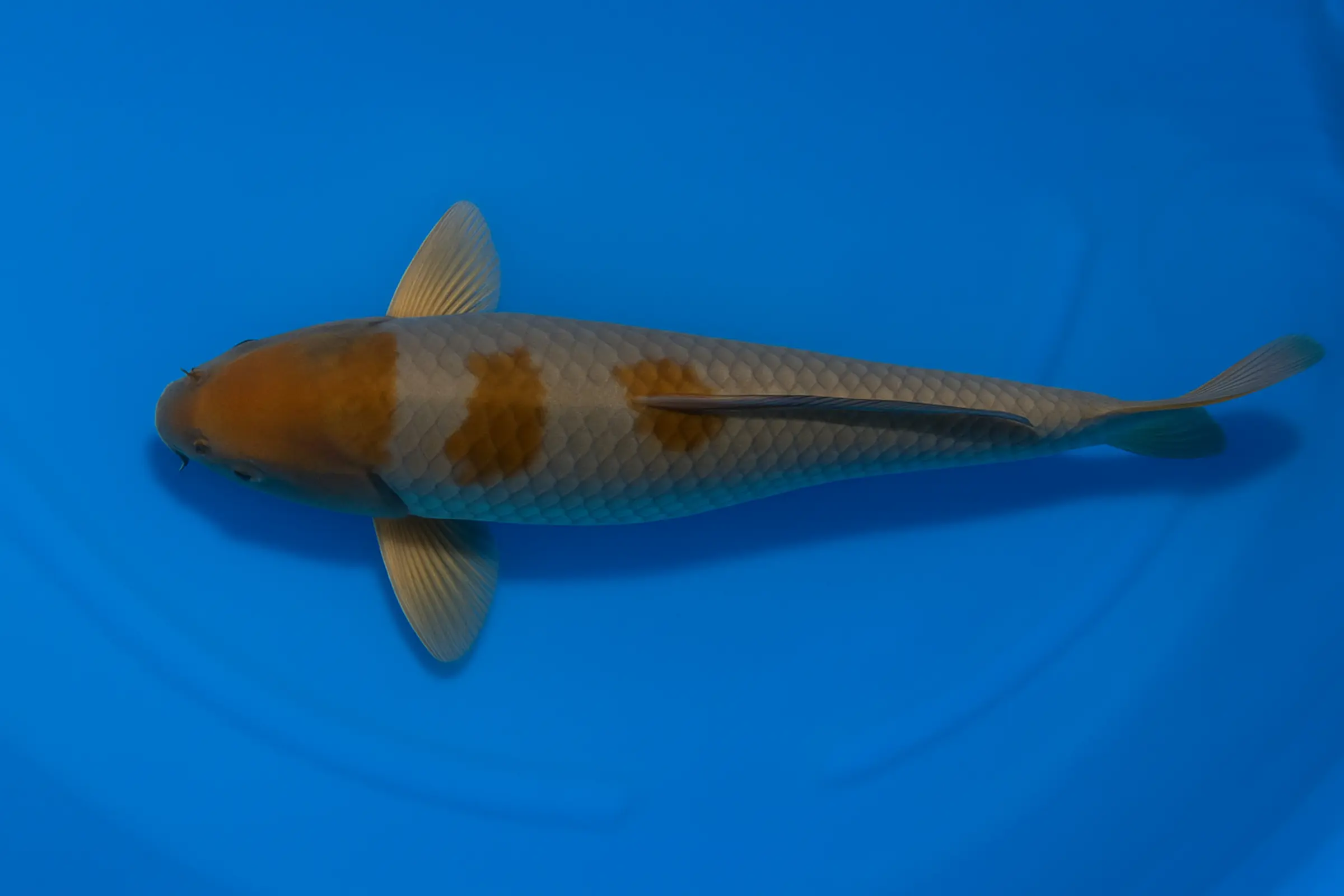 Japan Koi Ikarashi Tosai Ochiba, Cyprinus carpio, 13-15 cm