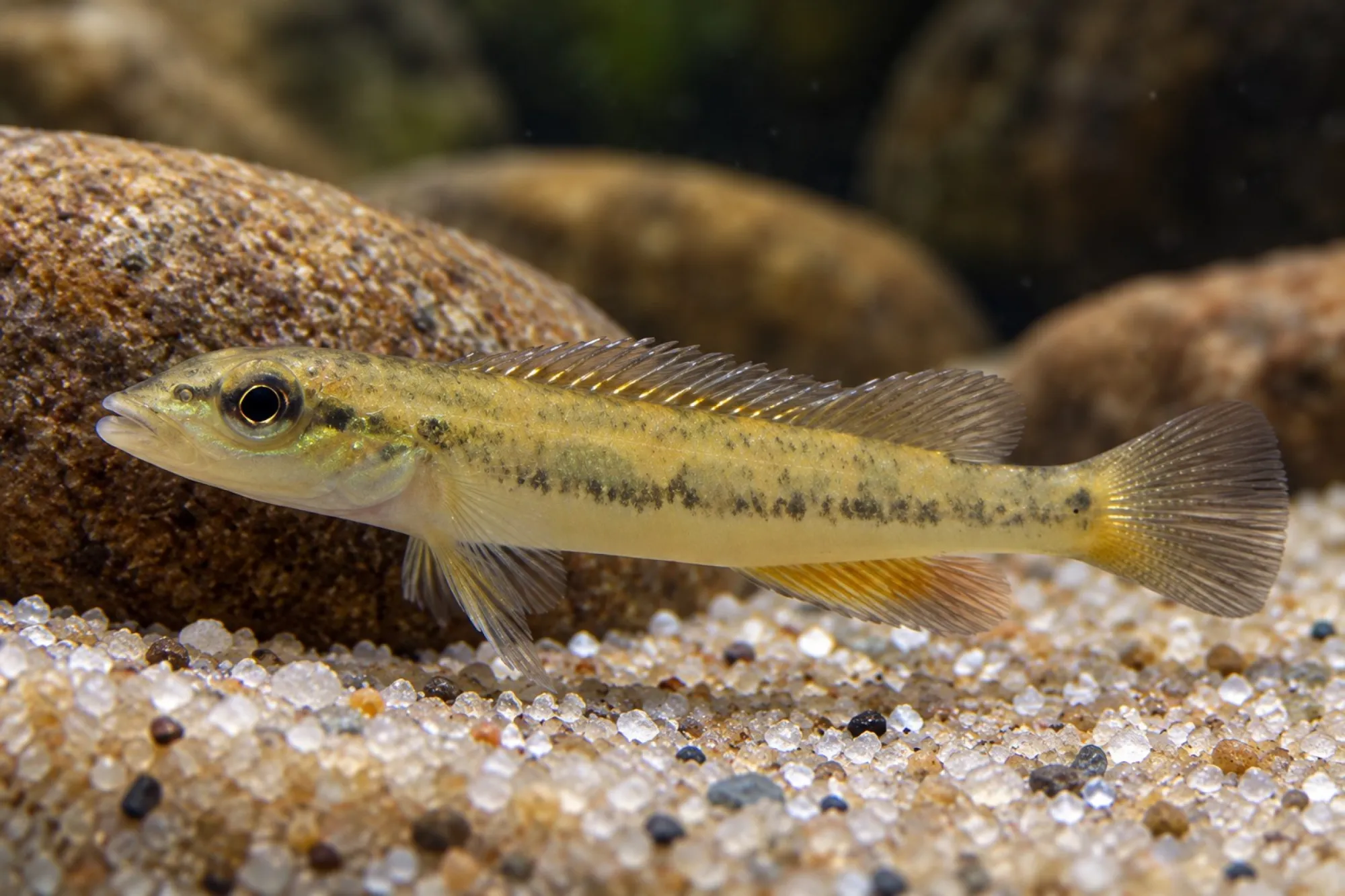 Tapajós-Stromschnellenbuntbarsch, Teleocichla proselytus