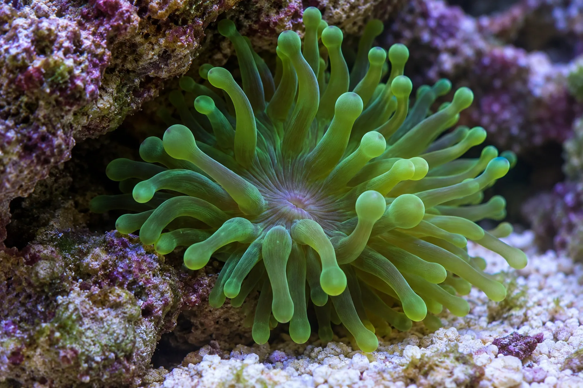 Grüne Blasenanemone, Entacmaea quadricolor, Größe S–M