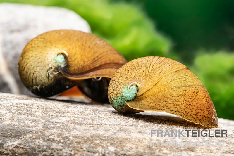 Grüne Algenrennschnecke, Neritina puligera var. green