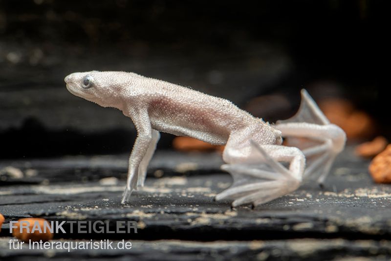 Zwergkrallenfrosch platin, Hymenochirus boettgeri platin