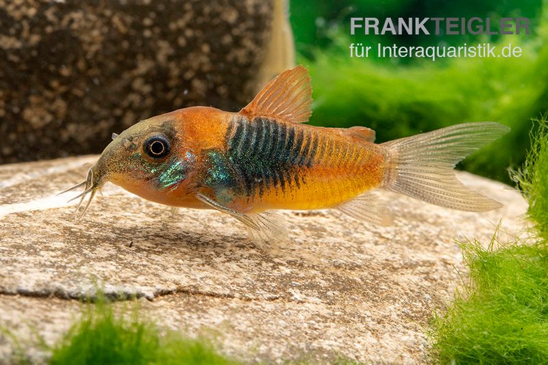 Orangener Venezuelapanzerwels, Corydoras venezuelanus orange