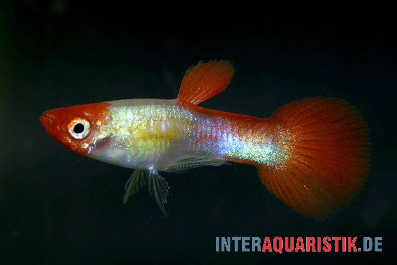 Guppy Red Cap, Poecilia reticulata, Weibchen