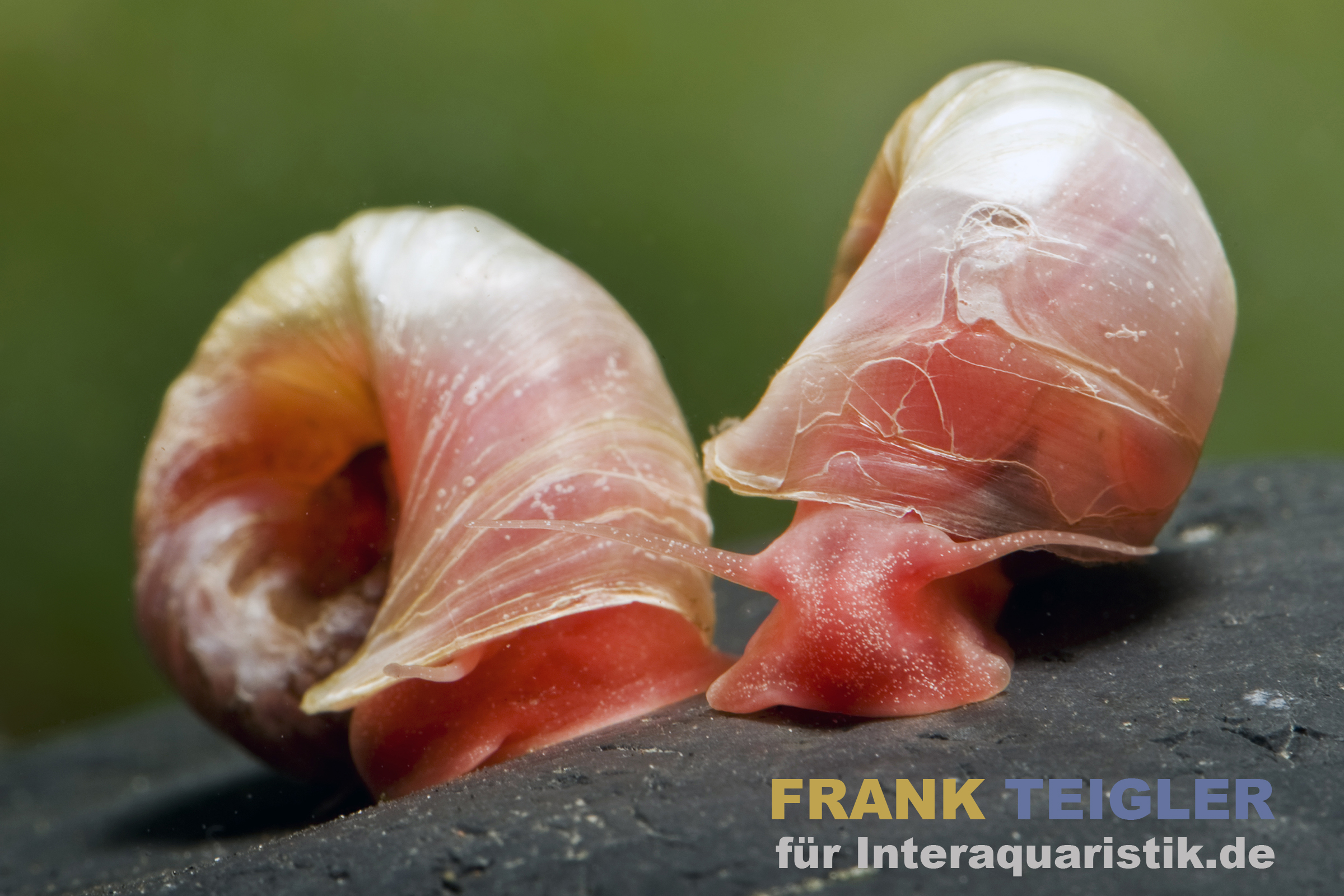Kleine Posthornschnecke rot, Planorbella duryi var. Rot
