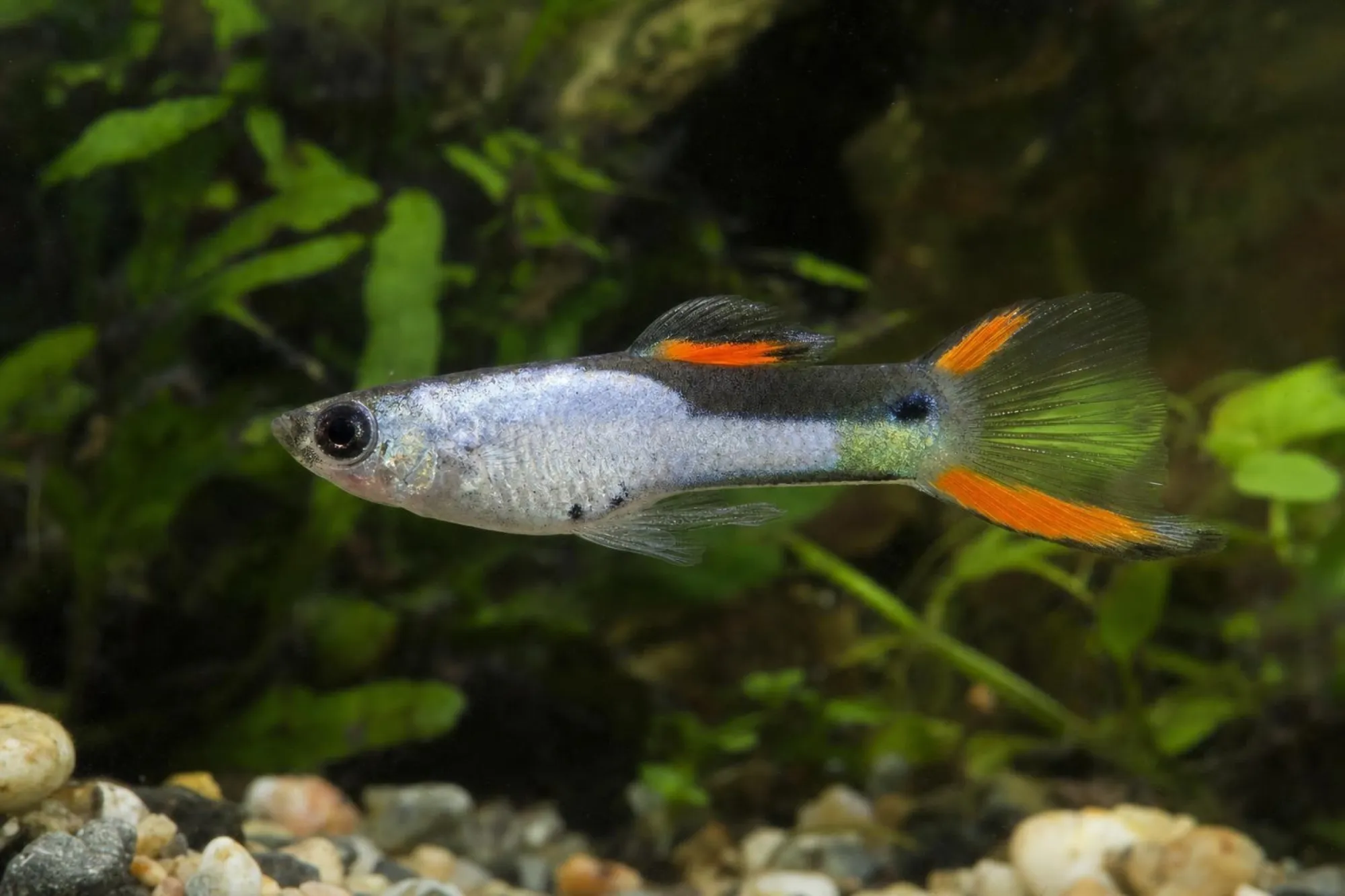 Endler-Guppy „El Silverado“, Männchen, Poecilia wingei