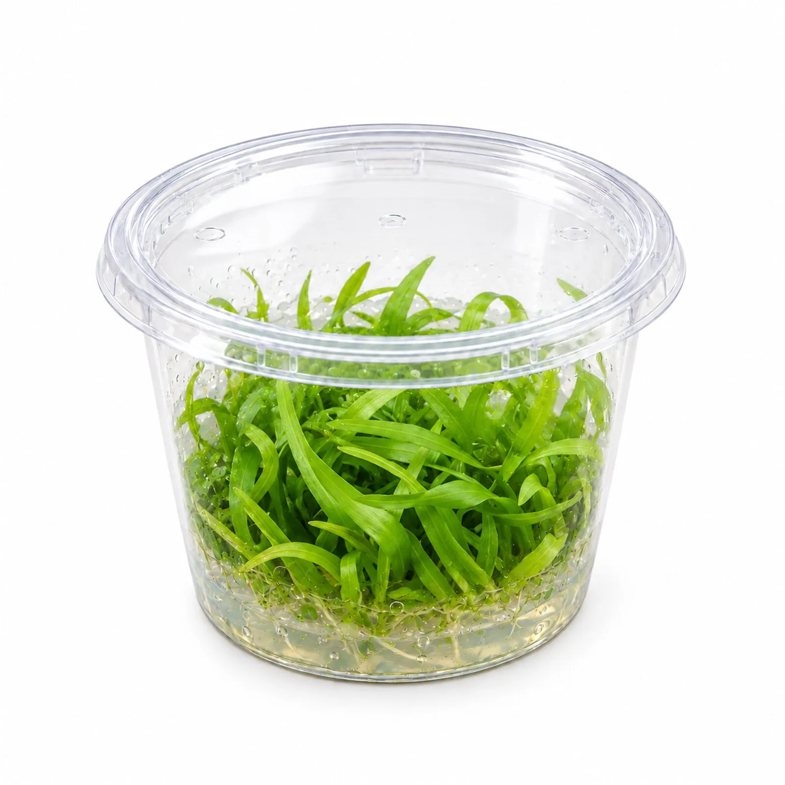 Breitblättrige Zwergschwertpflanze, Helanthium tenellum "Broad Leaf", In Vitro