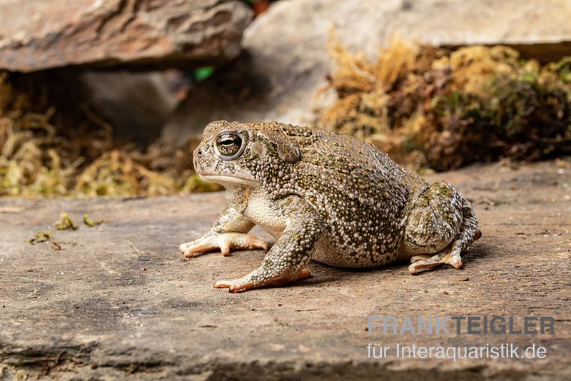 Präriekröte, Bufo cognatus