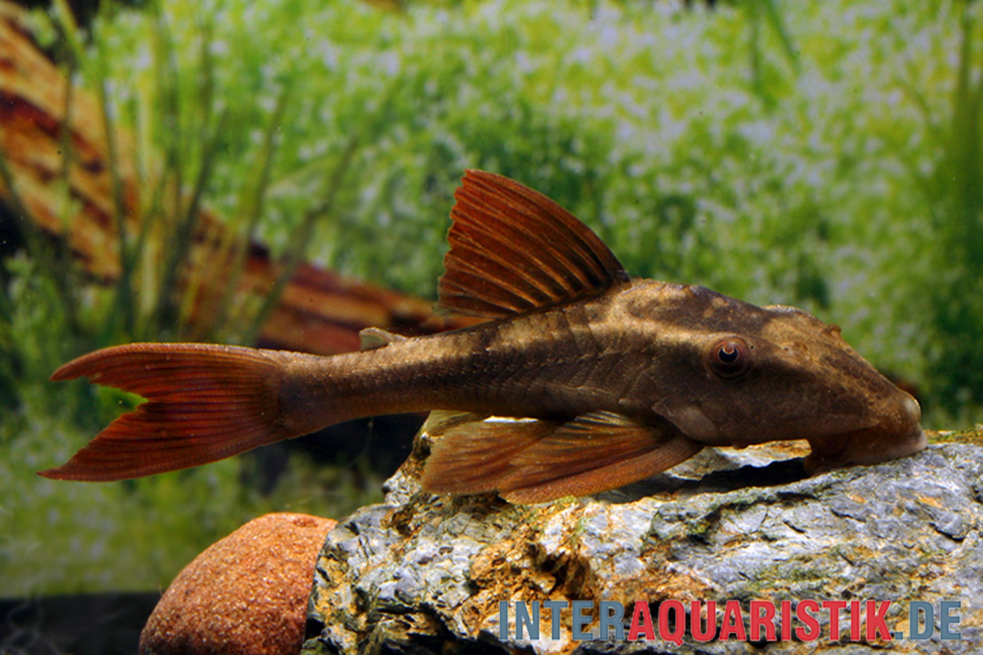 Brauner Saugwels – Aquarienfisch Brauner Saugwels auf Aquariumstein