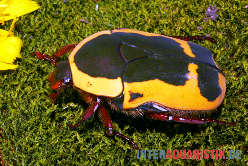 Gelber Rosenkäfer, Pachnoda aemula