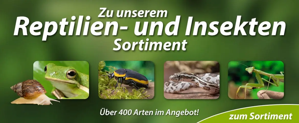 Interaquaristik Reptilien und Insektensortiment