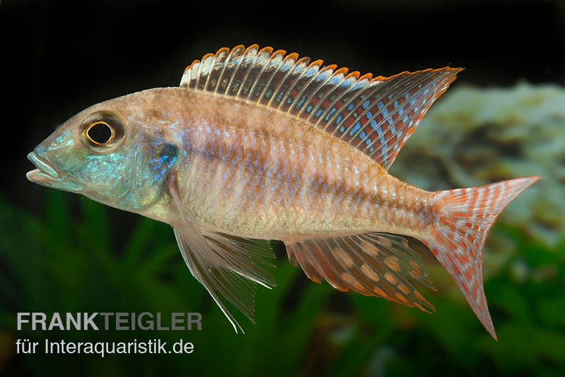 Lethrinops albus Kande "Blue Fin", DNZ