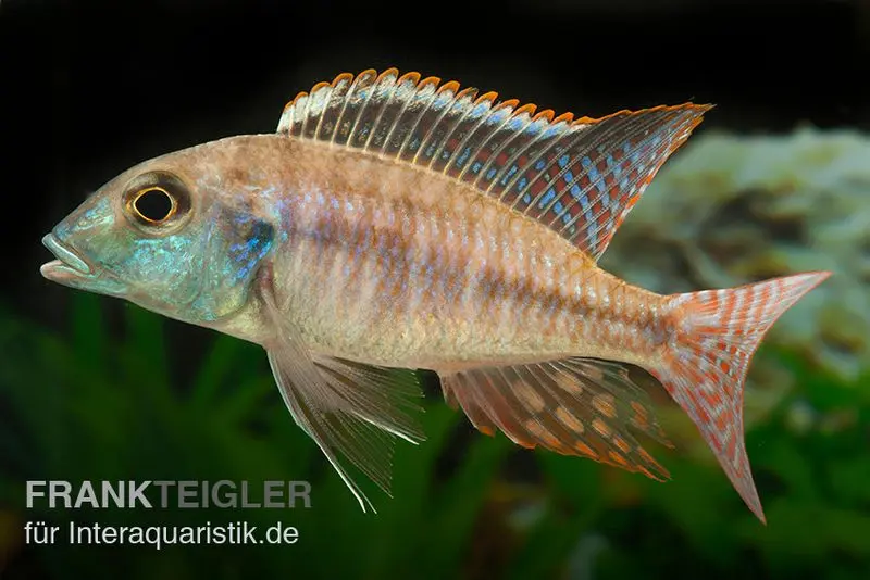 Blue Fin Sandbuntbarsch, Lethrinops albus Kande "Blue Fin", 7-9 cm DNZ