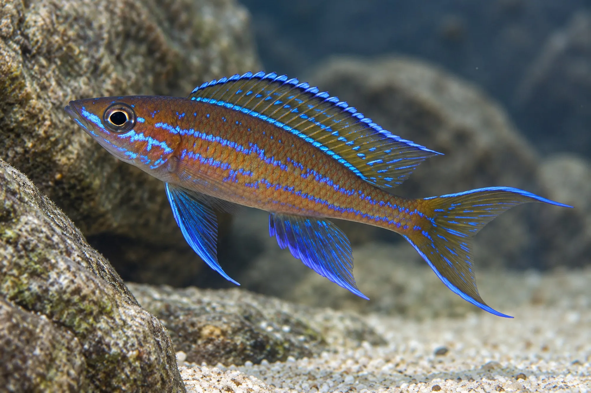 Neon-Kärpflingscichlide „Kantalamba“, Paracyprichromis nigripinnis