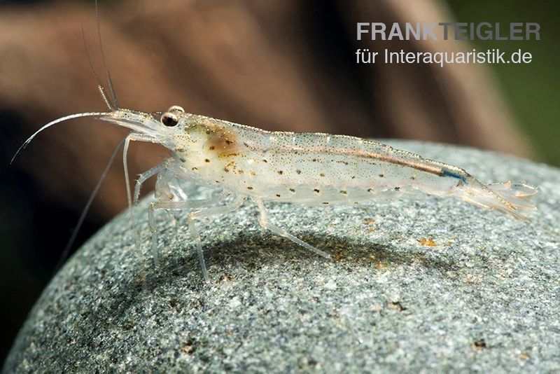 Amanogarnele S 0,5-1,5 cm, Caridina multidentata