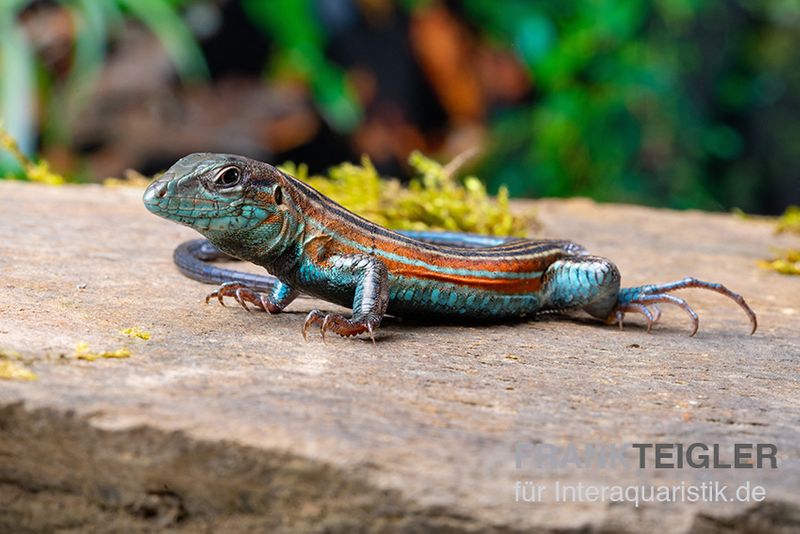 Blackbelly Racerunner, Aspidoscelis deppii