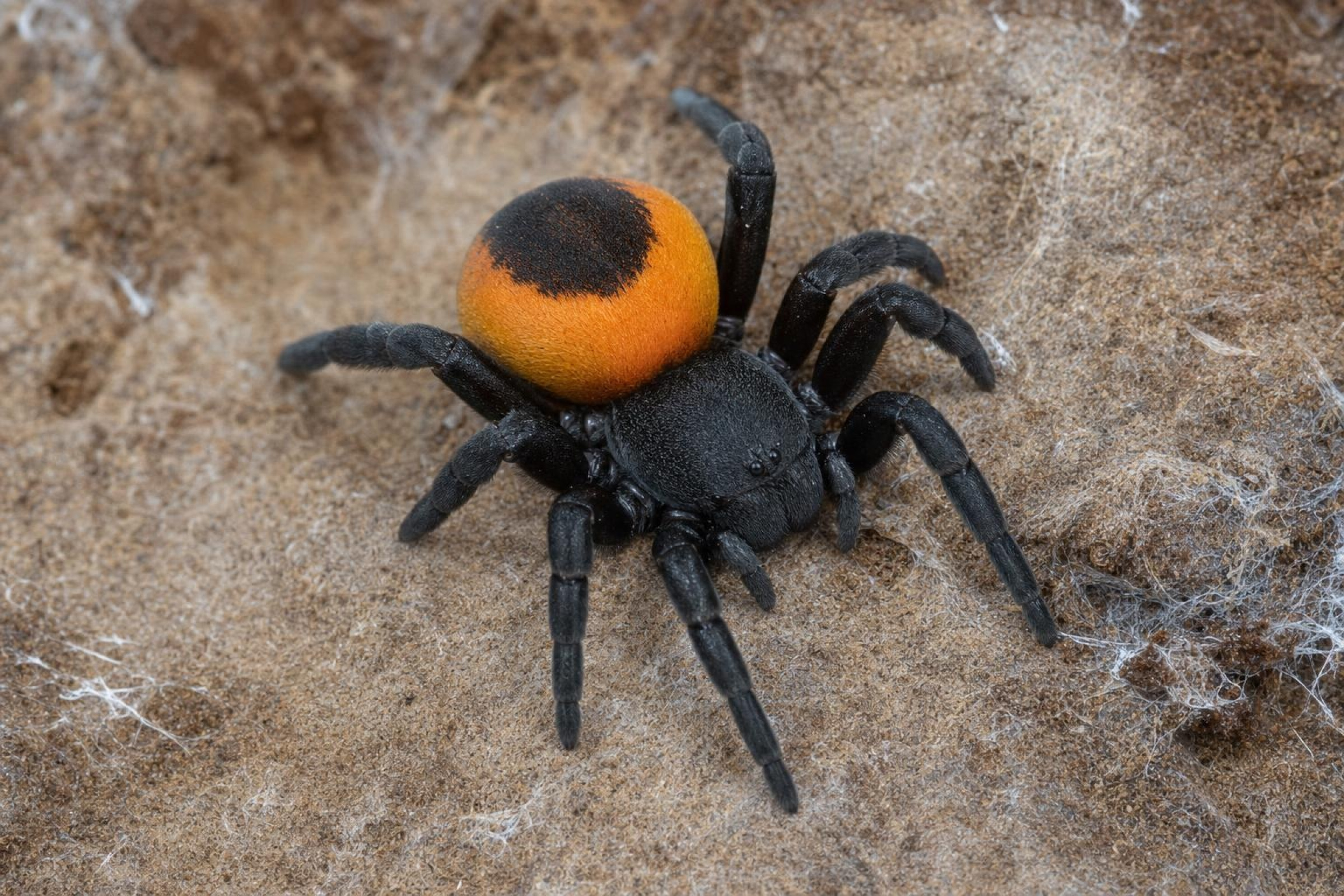 Griechische Röhrenspinne, Eresus walckenaeri