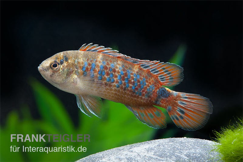 Roter Badis, Badis ruber