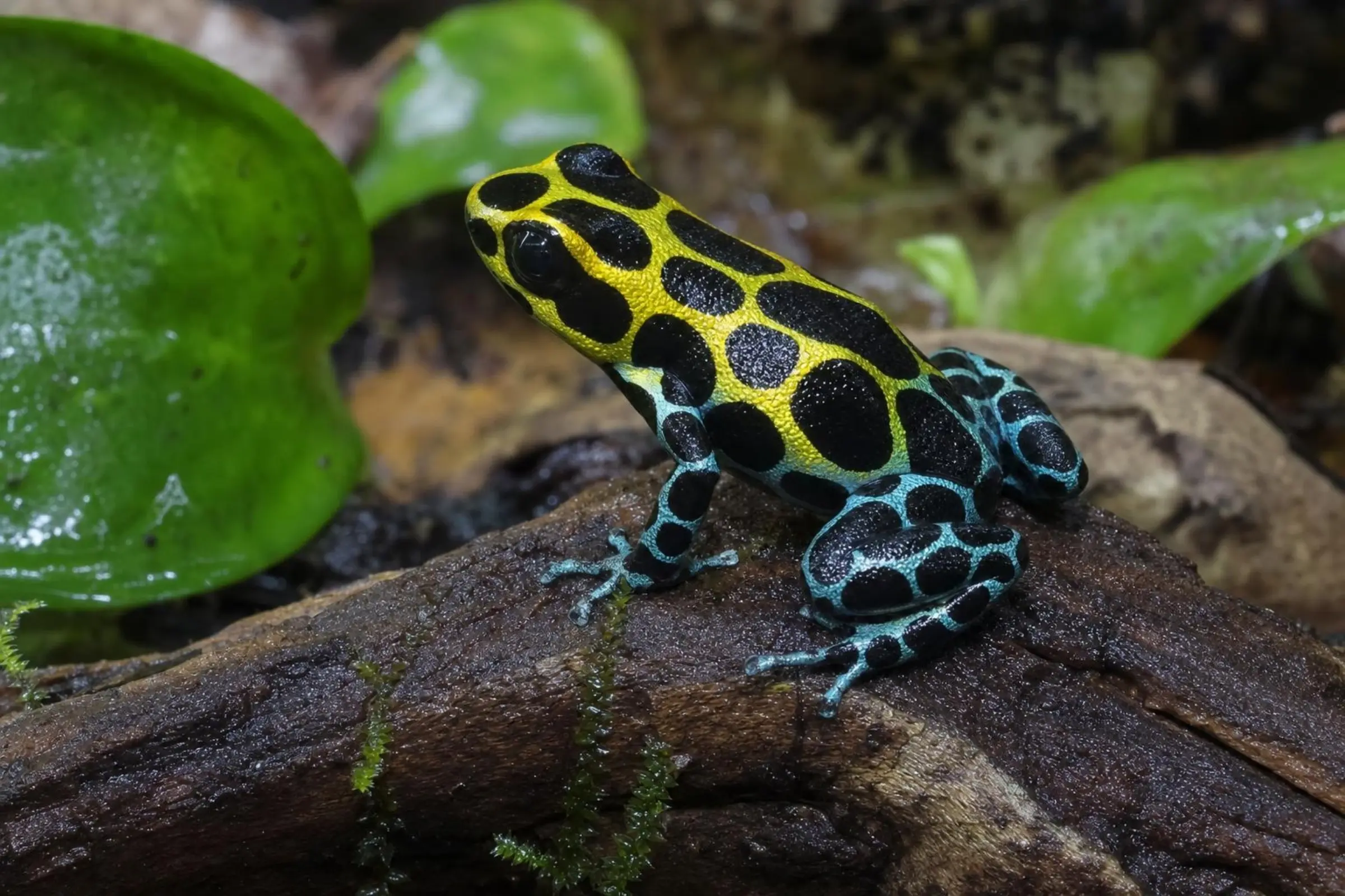 Variabler Baumsteiger, Ranitomeya variabilis