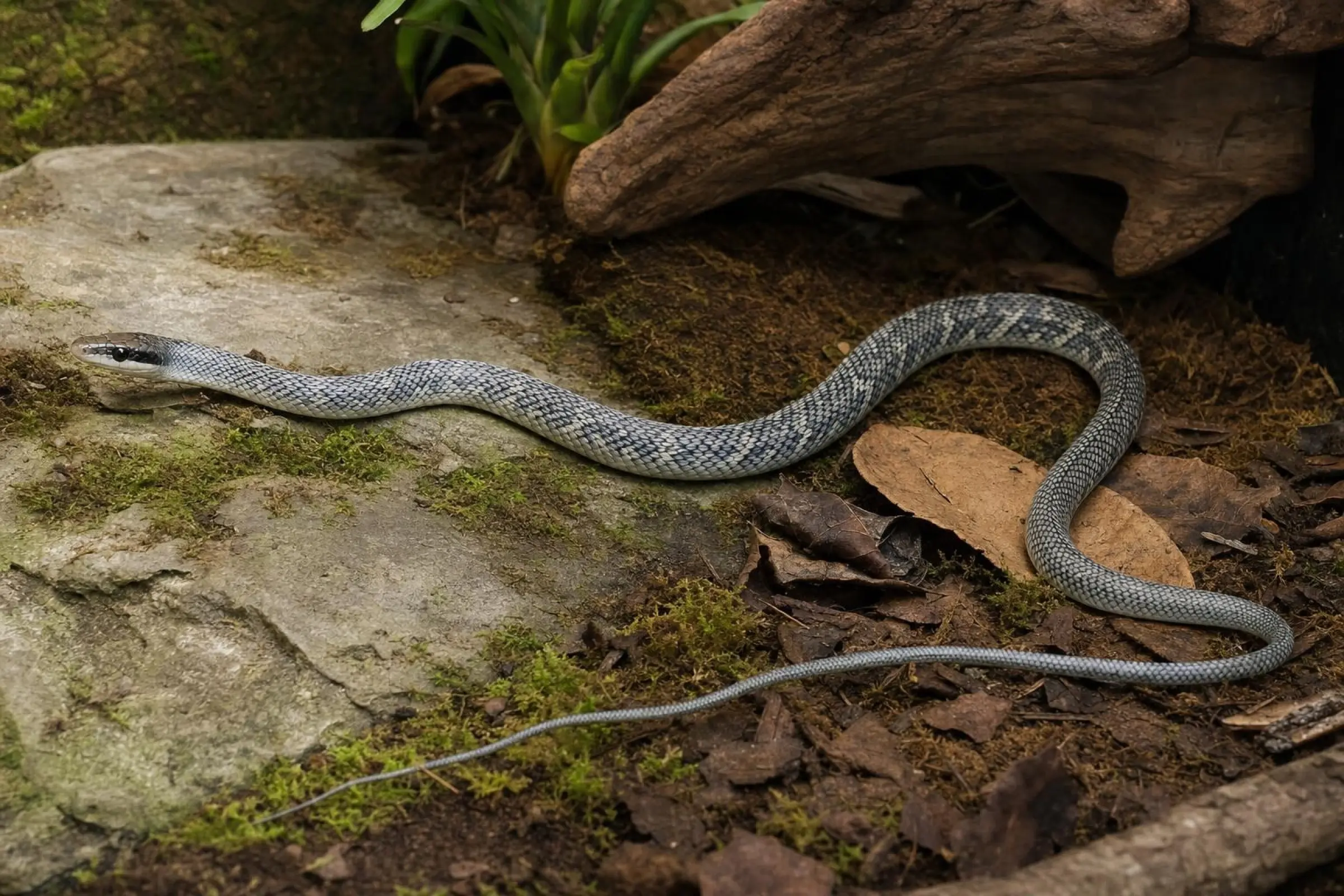 Vietnamesische Blaue Schönnatter, Orthriophis t. callicyanous