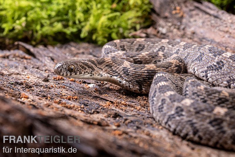 Afrikanische Eierschlange, Dasypeltis scabra