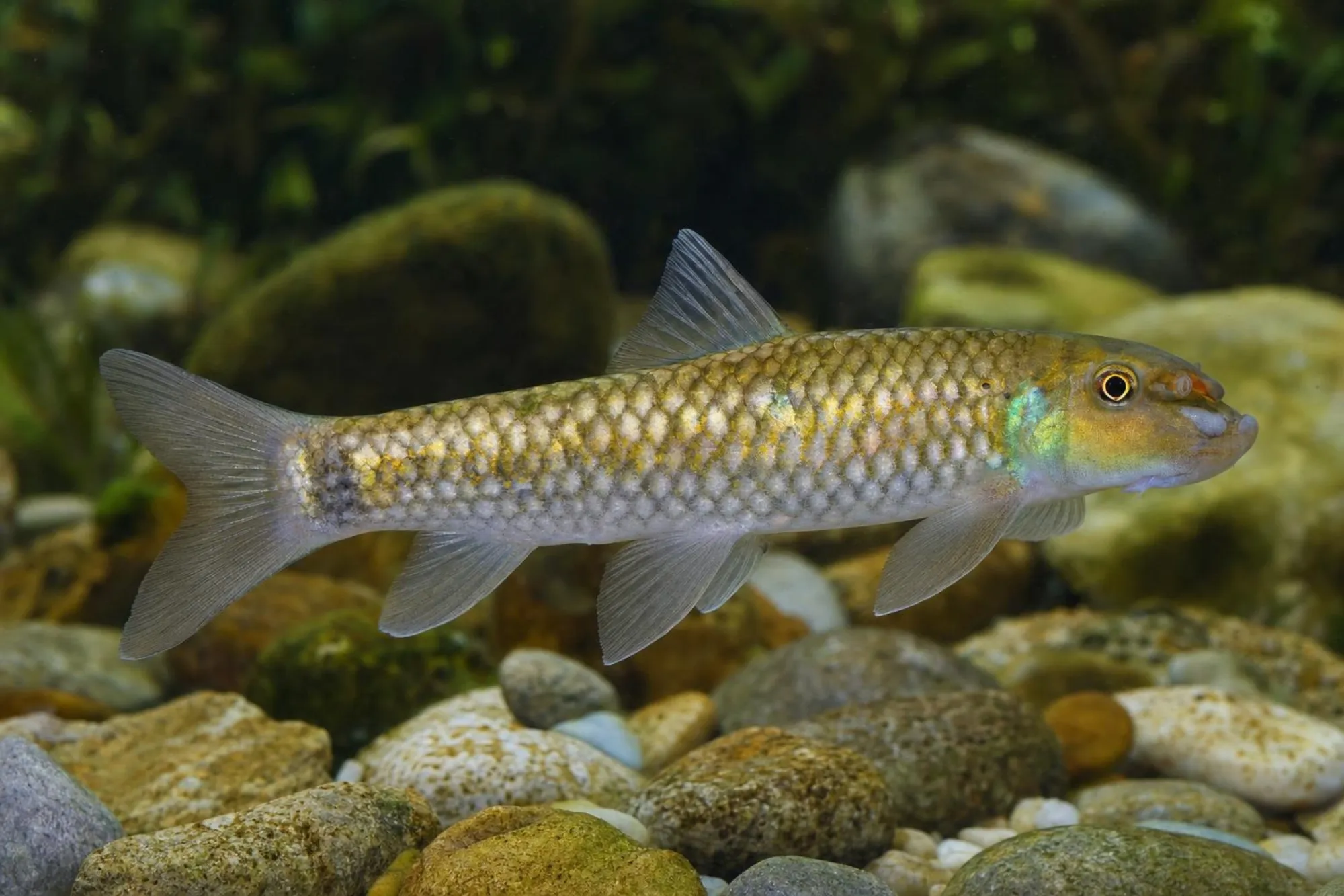 Sunset-Goldscale-Saugbarbe, Garra sp.