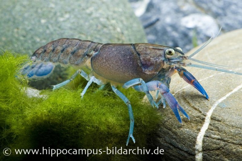 Yabby, Cherax destructor