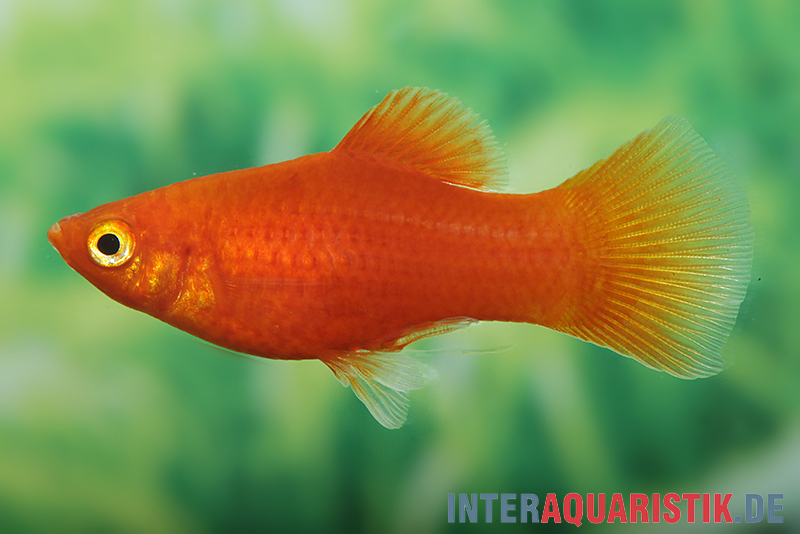 Roter Platy, Xiphophorus maculatus