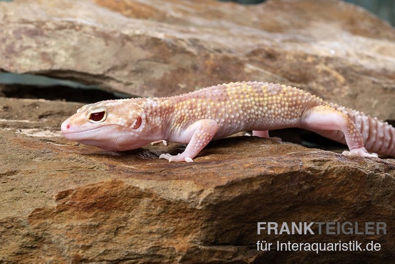 Leopardgecko, Eublepharis macularius, TREMPER ALBINO MACK SNOW ECLIPSE