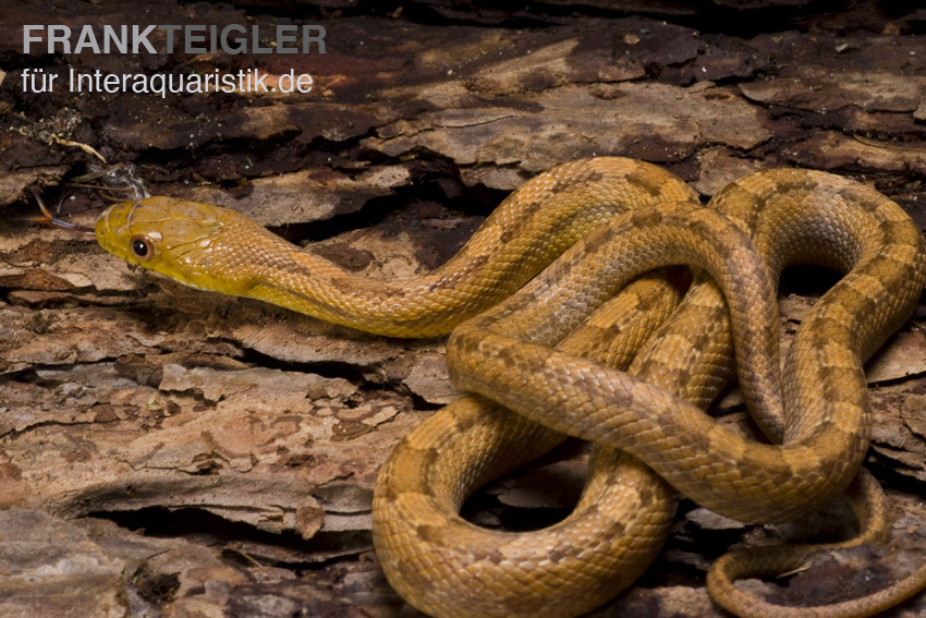 Gelbe Rattenschlange, Elaphe obsoleta quadrivittata