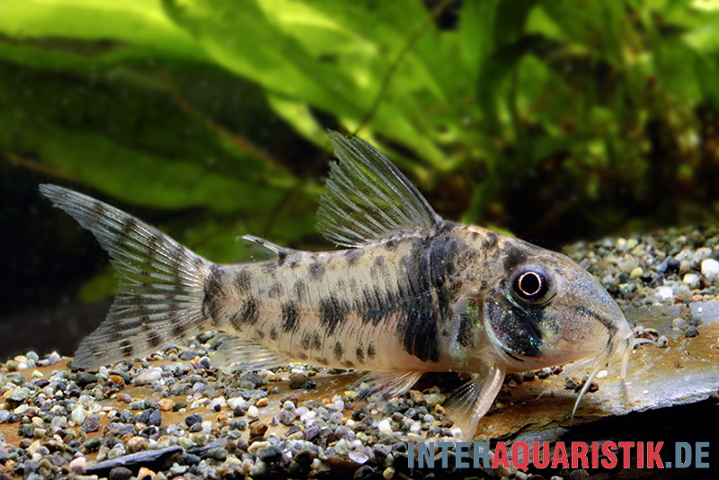 Tigerpanzerwels, Corydoras orcesi