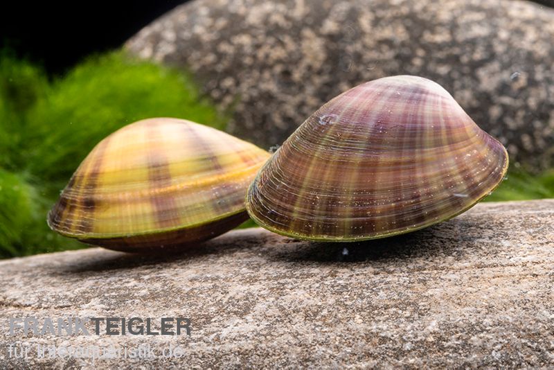 Regenbogen-Zwergmuschel, Anodonta sp.