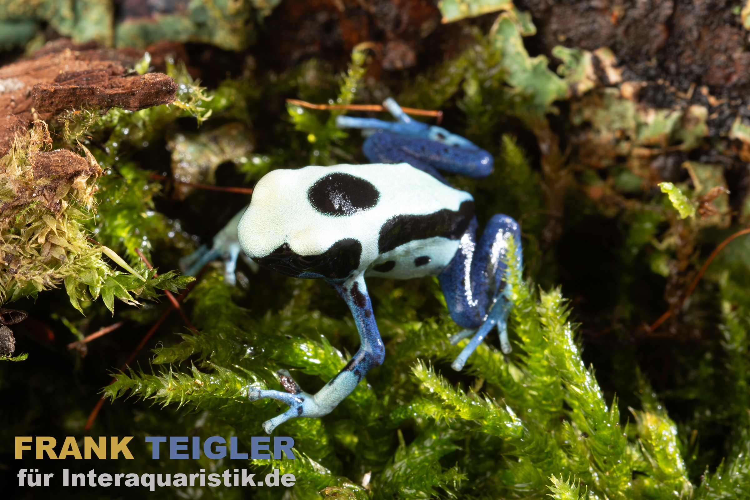 Oyapock Färberfrosch, Dendrobates tinctorius Oyapock